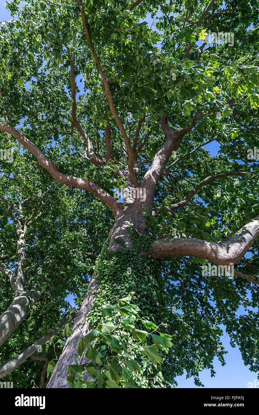 Maple-lasciava plane tree (Platanus × hispanica), Meclemburgo-Pomerania, Germania Foto Stock