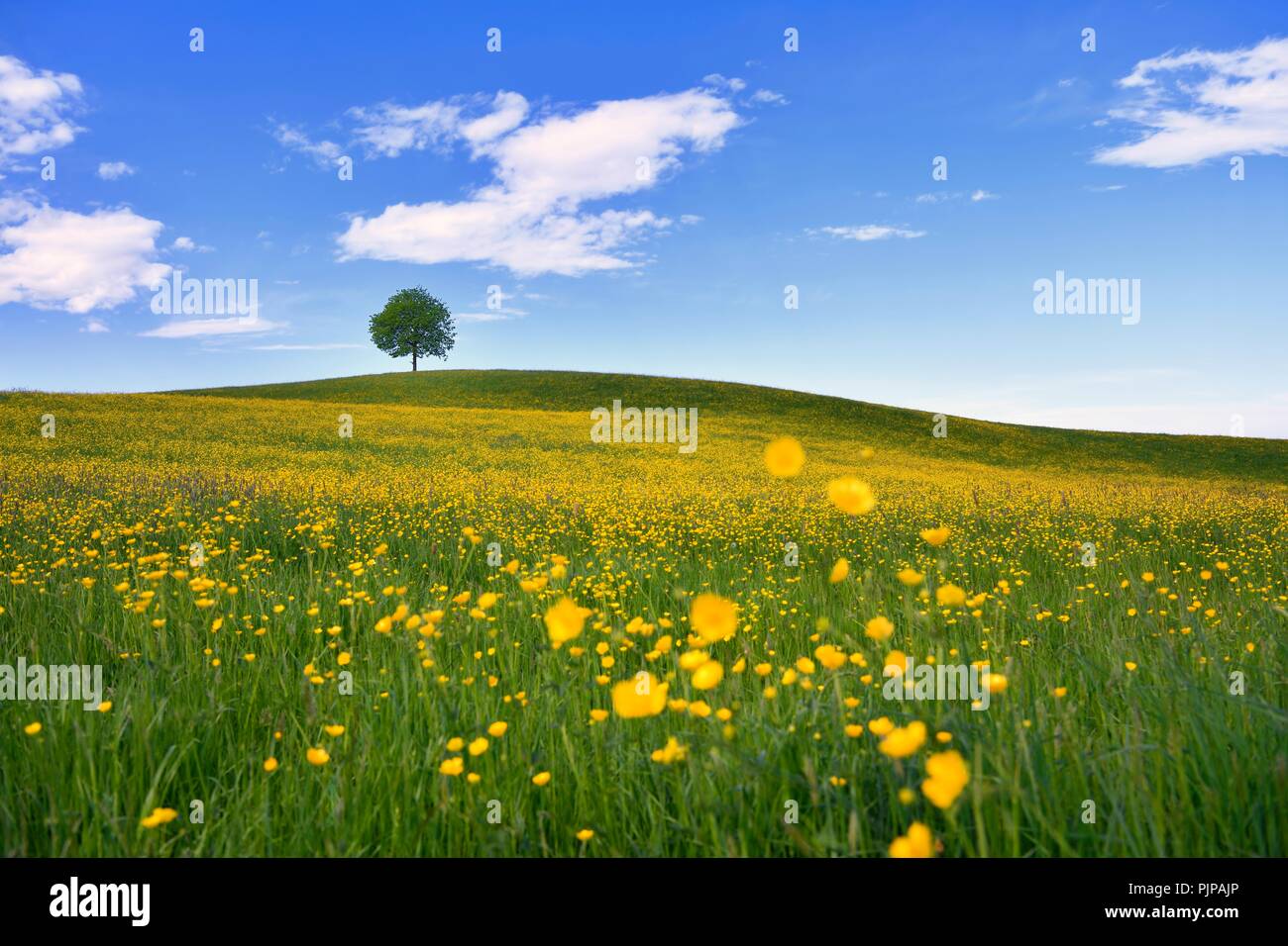 Albero solitario, tiglio (Tilia), su di una collina nella parte anteriore del campo di fioritura di buttercup (Ranunculus sp.), Neuheim, Cantone di Zugo Foto Stock