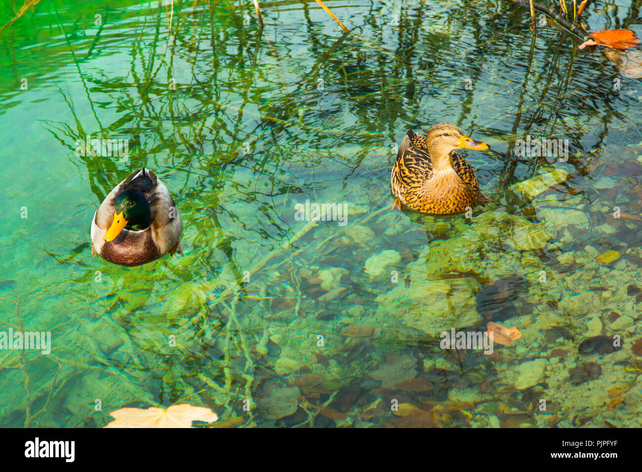 Due anatre sulla superficie di verde chiaro acqua dal di sopra, il Parco nazionale di Plitvice in Croazia Foto Stock