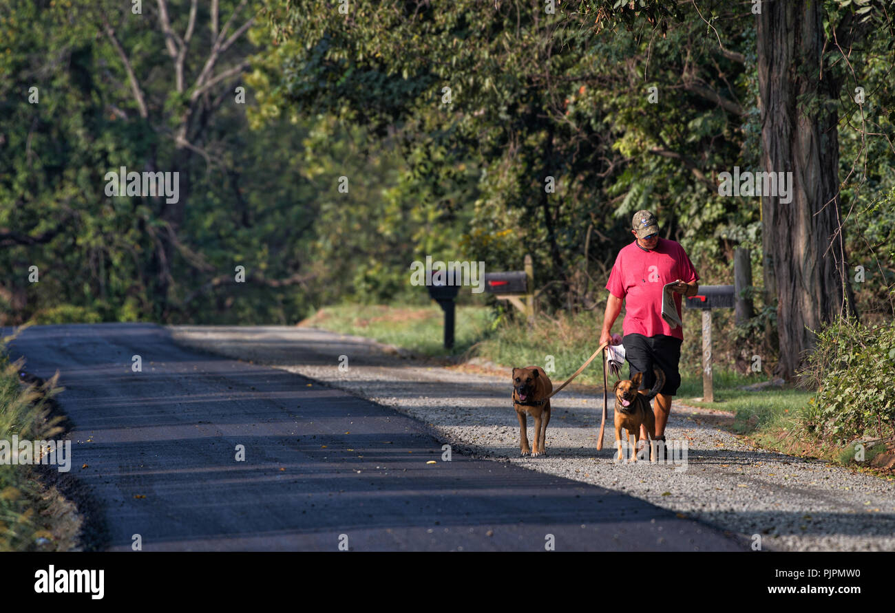 Stati Uniti: Settembre 7, 2018: Bob Caines passeggiate i suoi cani come lui legge il giornale del mattino lungo la metà pavimentati storico divario Williams Road in Weste Foto Stock