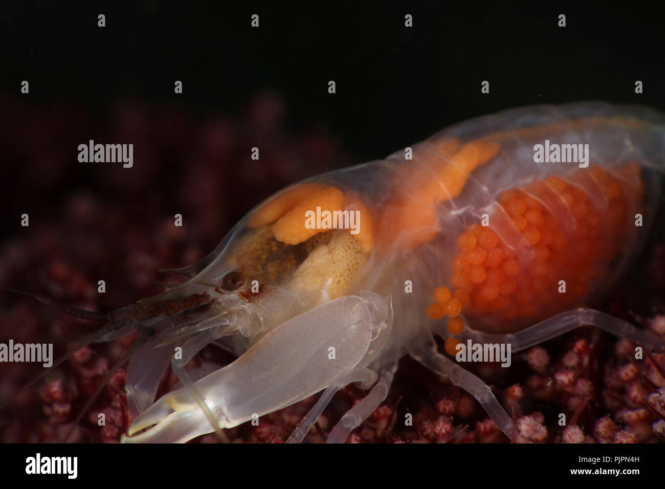 Gamberi Snapping (Synalpheus neomeris) con uova. La foto è stata scattata nello stretto di Lembeh, Indonesia Foto Stock