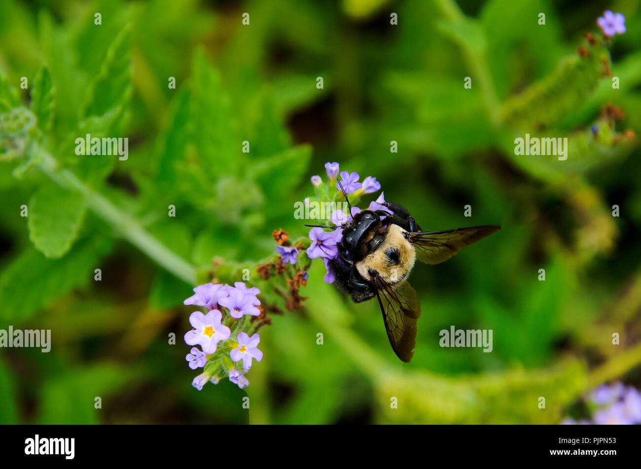Un Bumblebee seduto su un luminoso bellissimo fiore viola. Foto Stock