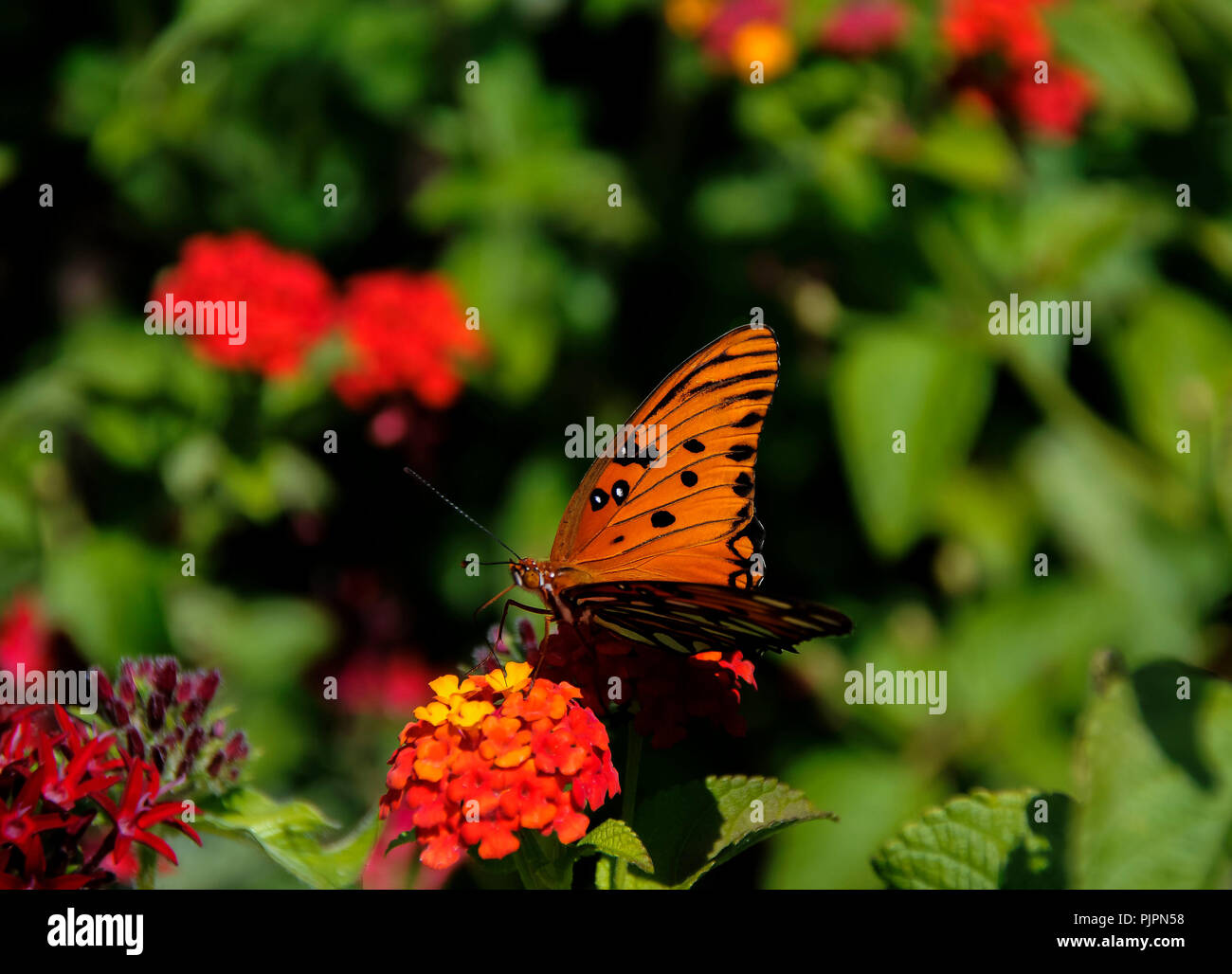 Un brillante, bel fiore con una farfalla posata sulla sommità di esso. Foto Stock