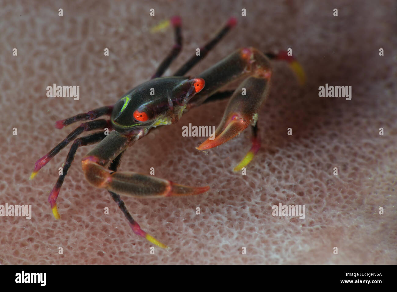 Corallo nero granchi (Quadrella maculosa). La foto è stata scattata nello stretto di Lembeh, Indonesia Foto Stock