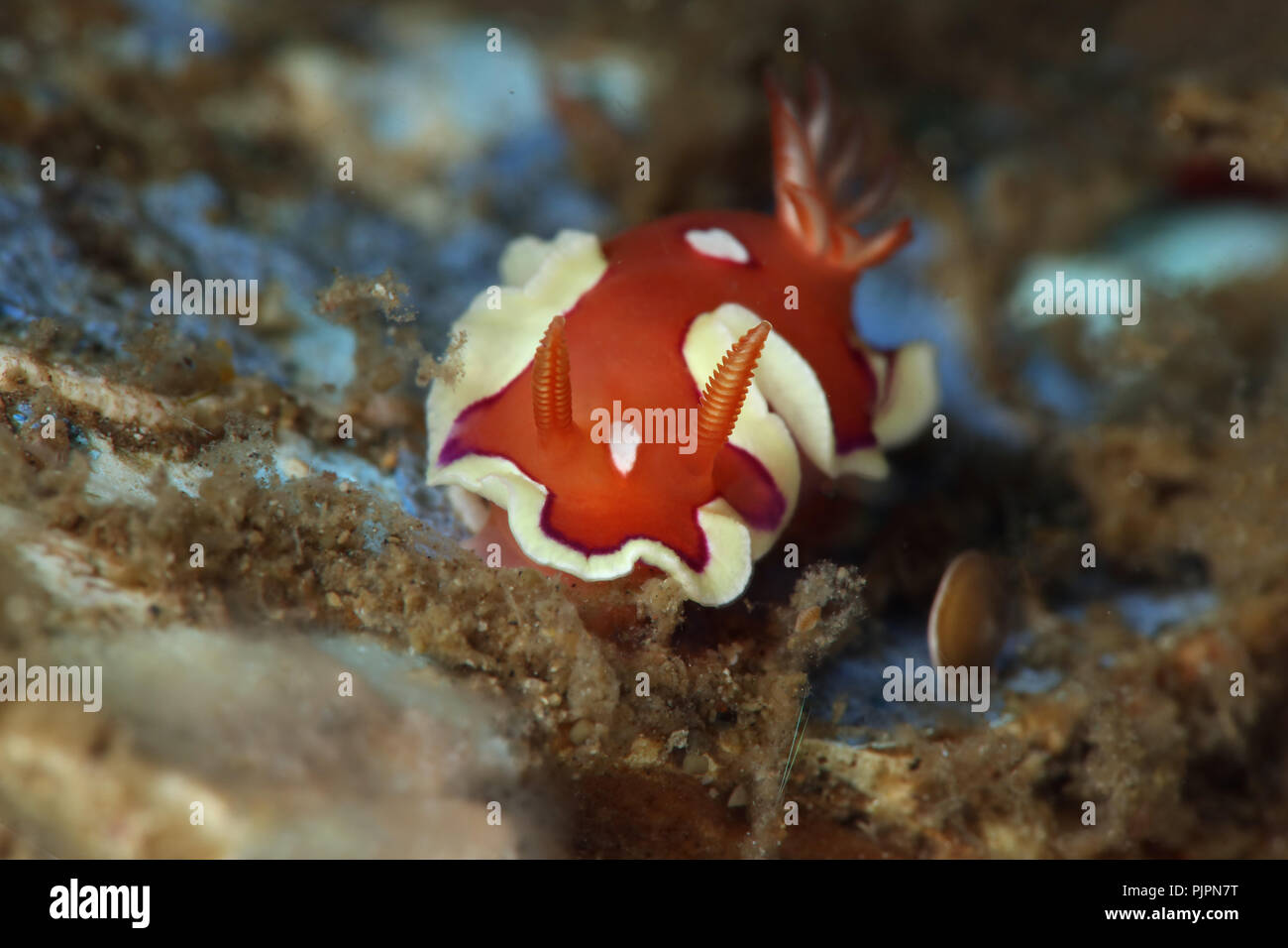 Nudibranch Mexichromis pusilla (Bergh, 1874). La foto è stata scattata nello stretto di Lembeh, Indonesia Foto Stock