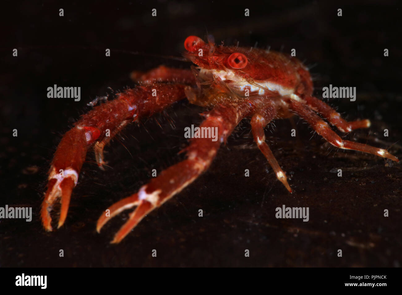 Esegui uno squat lobster (Galathea balssi). La foto è stata scattata nello stretto di Lembeh, Indonesia Foto Stock