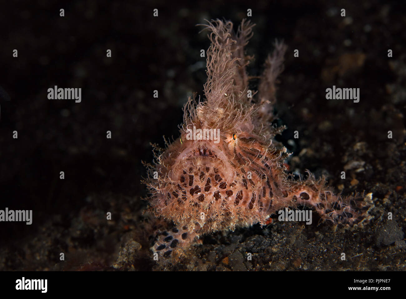 Rana pescatrice Peloso (Antennarius striatus). La foto è stata scattata in Lembeh, Indonesia Foto Stock