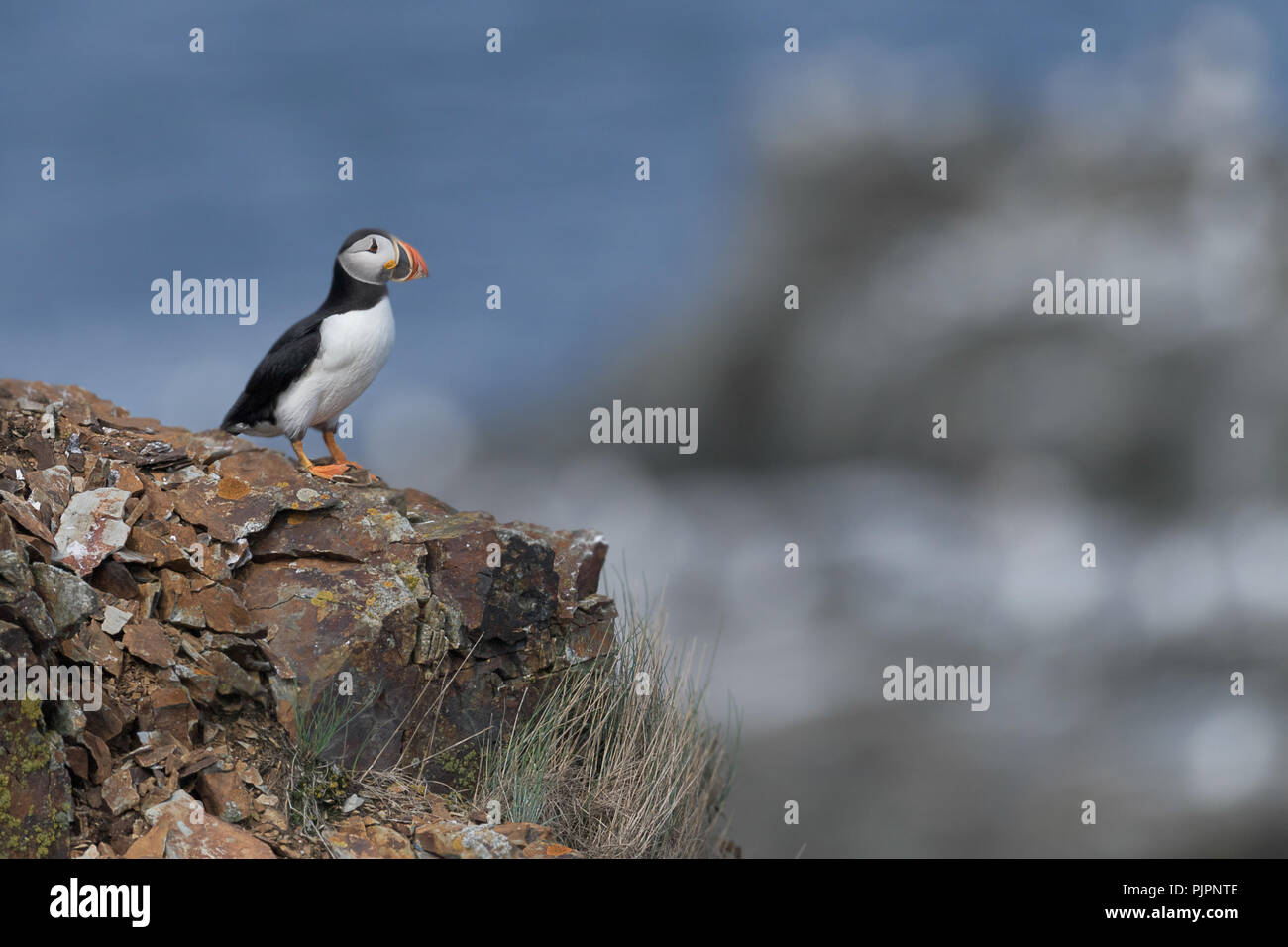 Atlantic puffin (Fratercula arctica) permanente al bordo della scogliera in Elliston, Terranova e Labrador Foto Stock