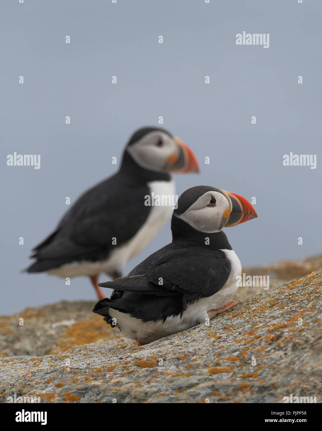 Due Atlantic pulcinelle di mare (Fratercula arctica) in Elliston, Terranova e Labrador Foto Stock