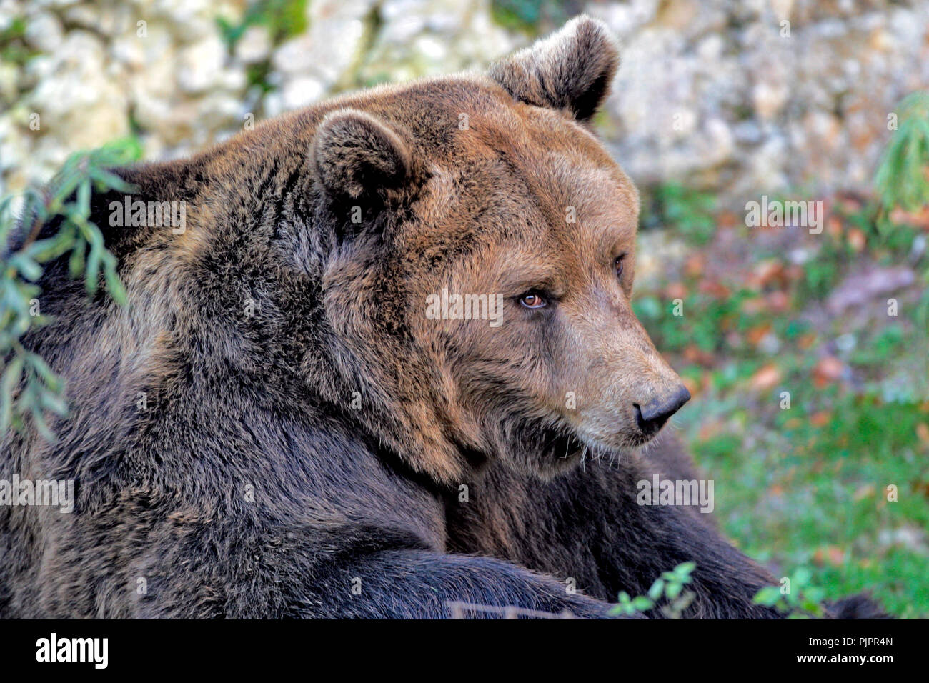Unione di orso bruno maschio grande giacente, ritratto da vicino Foto Stock