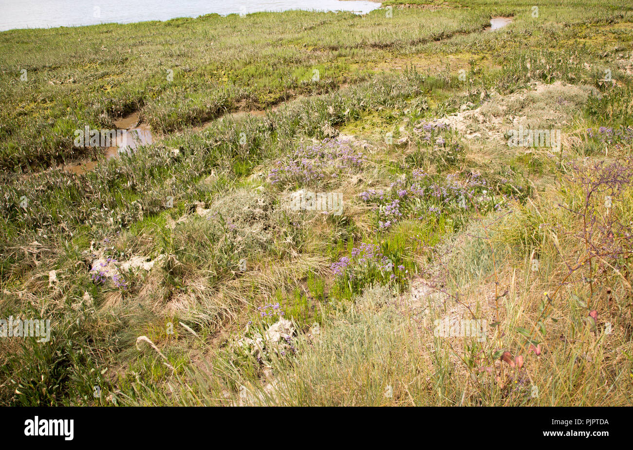 Sea-Lavender, limonium vulgare, in floricoltura in Salt Marsh, Fiume Deben, Sutton, Suffolk, Inghilterra, Regno Unito Foto Stock
