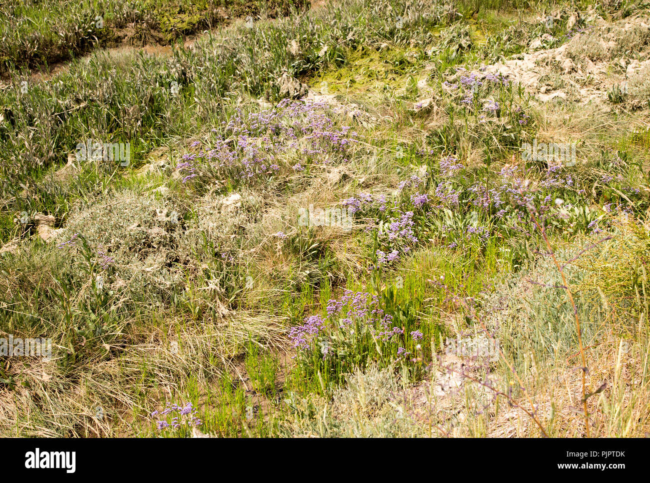 Sea-Lavender, limonium vulgare, in floricoltura in Salt Marsh, Fiume Deben, Sutton, Suffolk, Inghilterra, Regno Unito Foto Stock