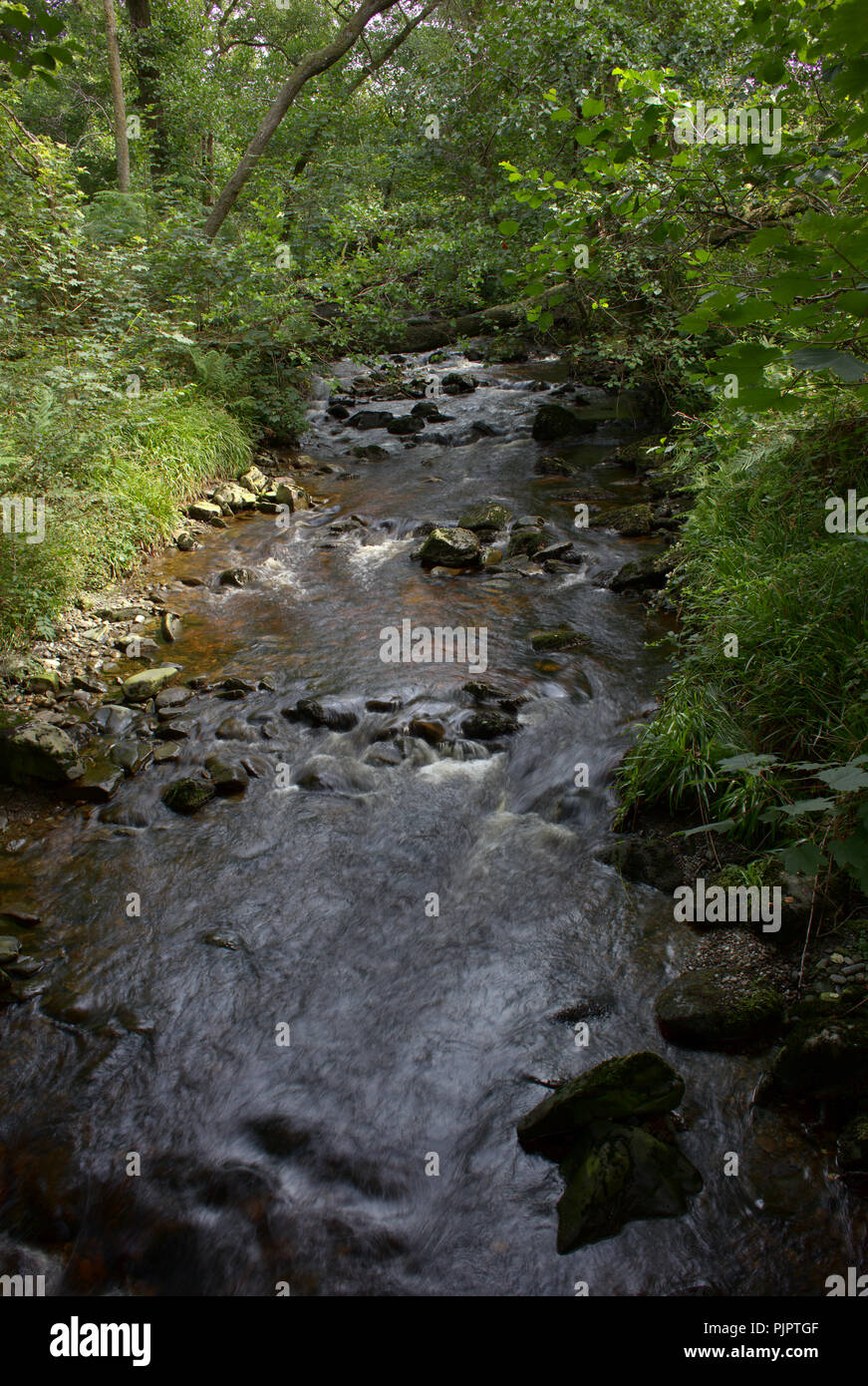 Ruscello di montagna (masterizzazione) che scorre verso il basso attraverso il legno Sallochy sulle rive di Loch Lomond Scozia, Regno Unito. Foto Stock