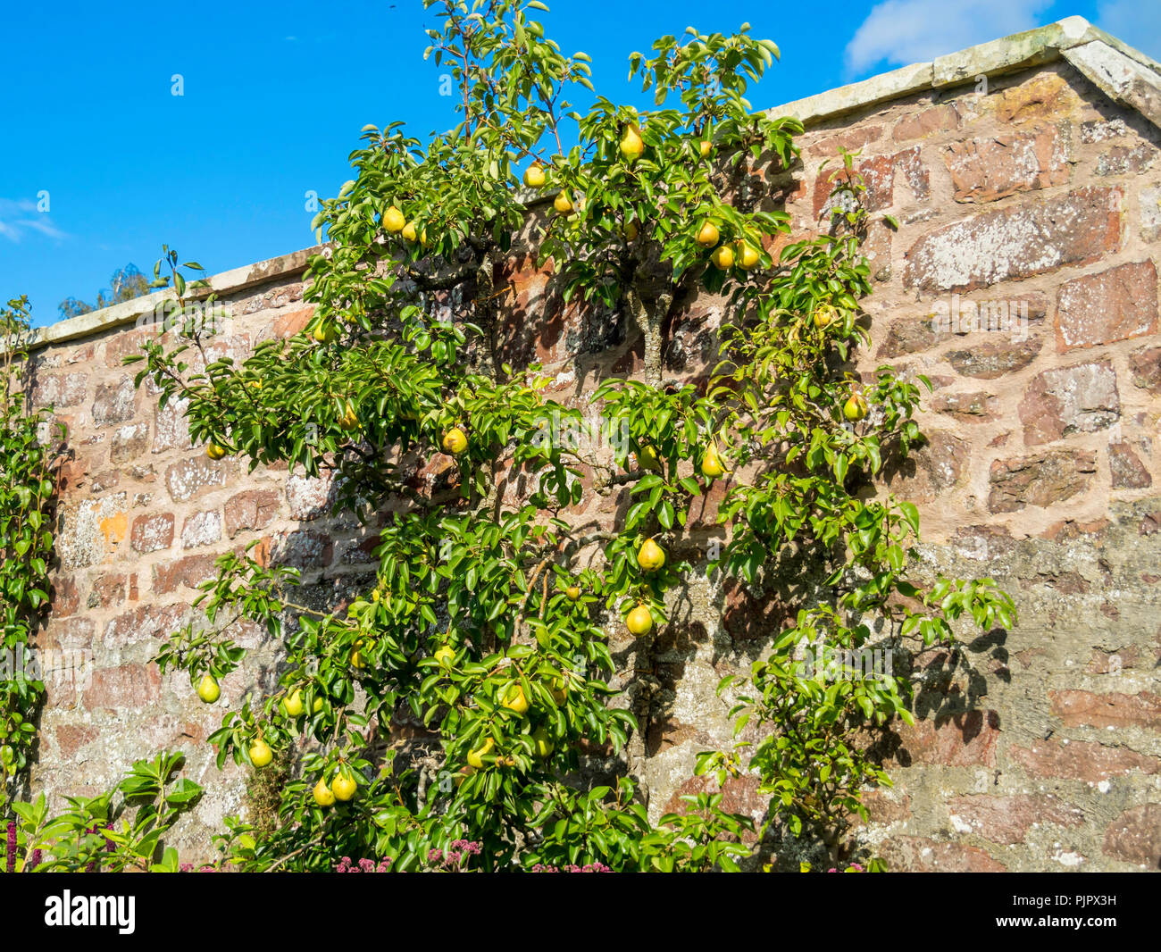 Spalliera Pear Tree con frutti maturi nel mese di settembre in un giardino murato in Melrose Scottish Borders Foto Stock