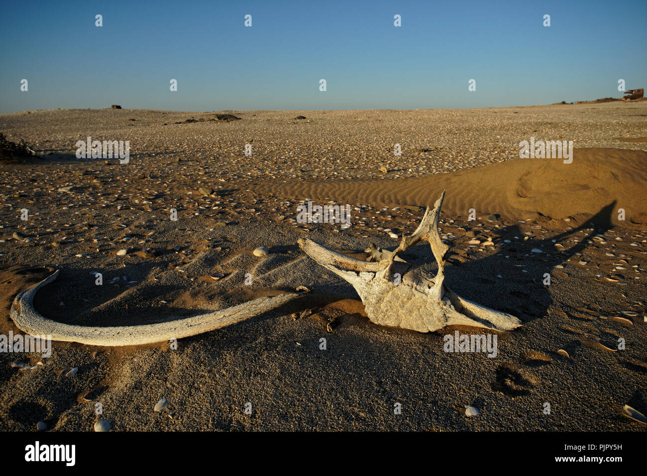 Le ossa di balena sbiancata al sole sdraiati sulla sabbia a Meob Bay stazione baleniera, Skeleton Coast, Namibia, Africa Foto Stock