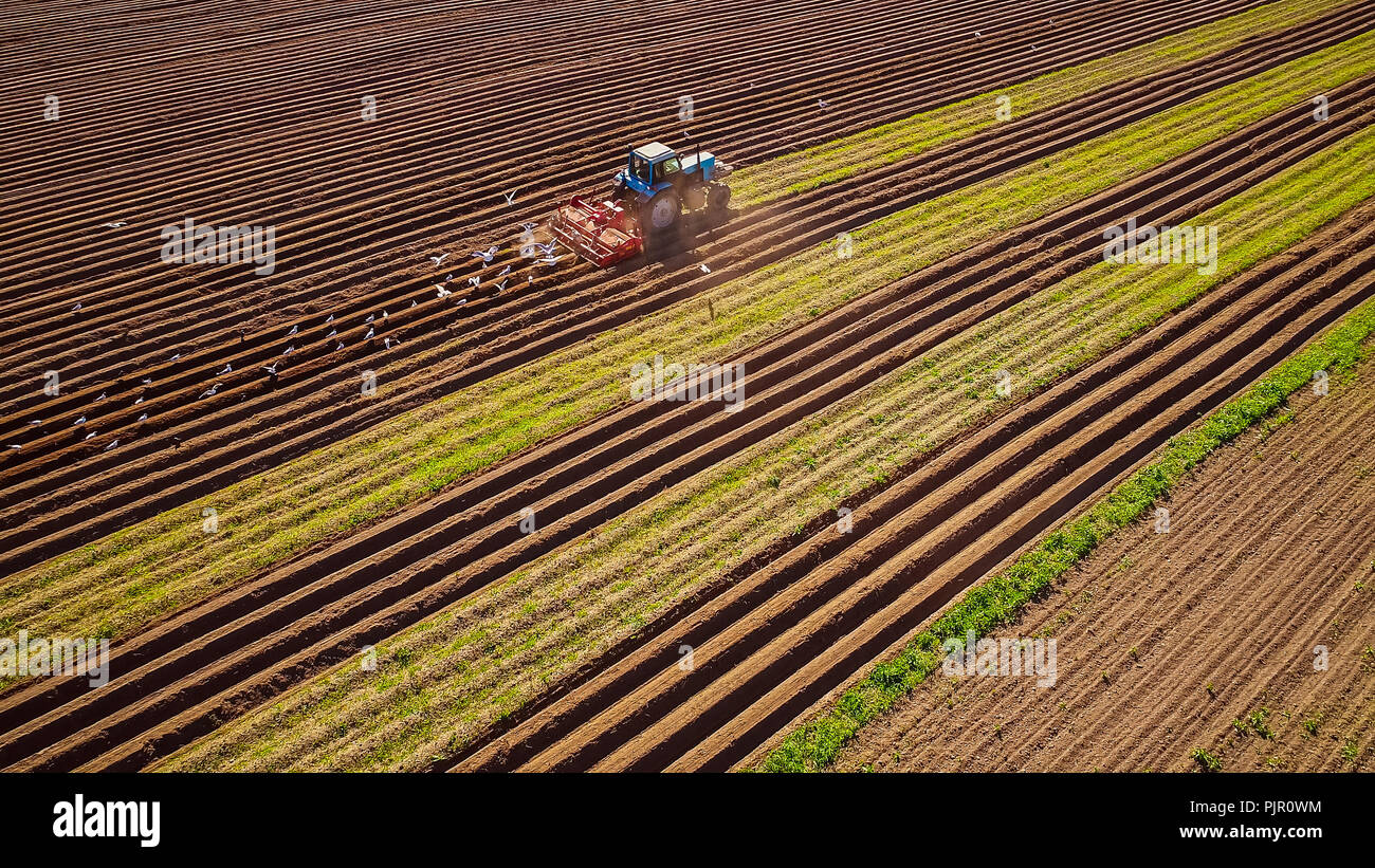 Il lavoro agricolo su un trattore agricoltore semina grano. Affamati di uccelli sono battenti dietro il trattore e mangiare il grano da seminativi. Foto Stock