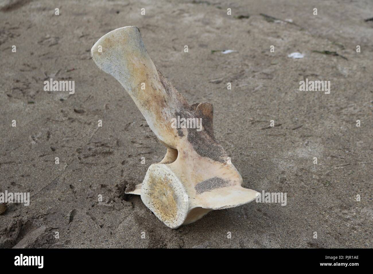 Whale vetebra osso lavato fino in spiaggia Foto Stock