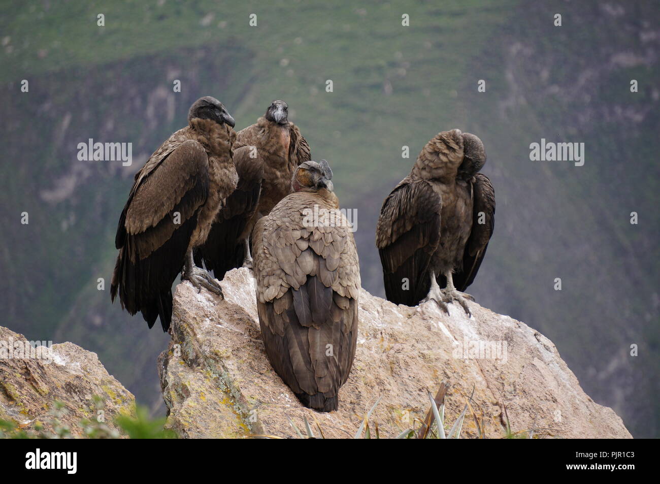 Una scarsità di condor andino seduti sulla cima di una scogliera nel canyon di Colca, Perù. Foto Stock