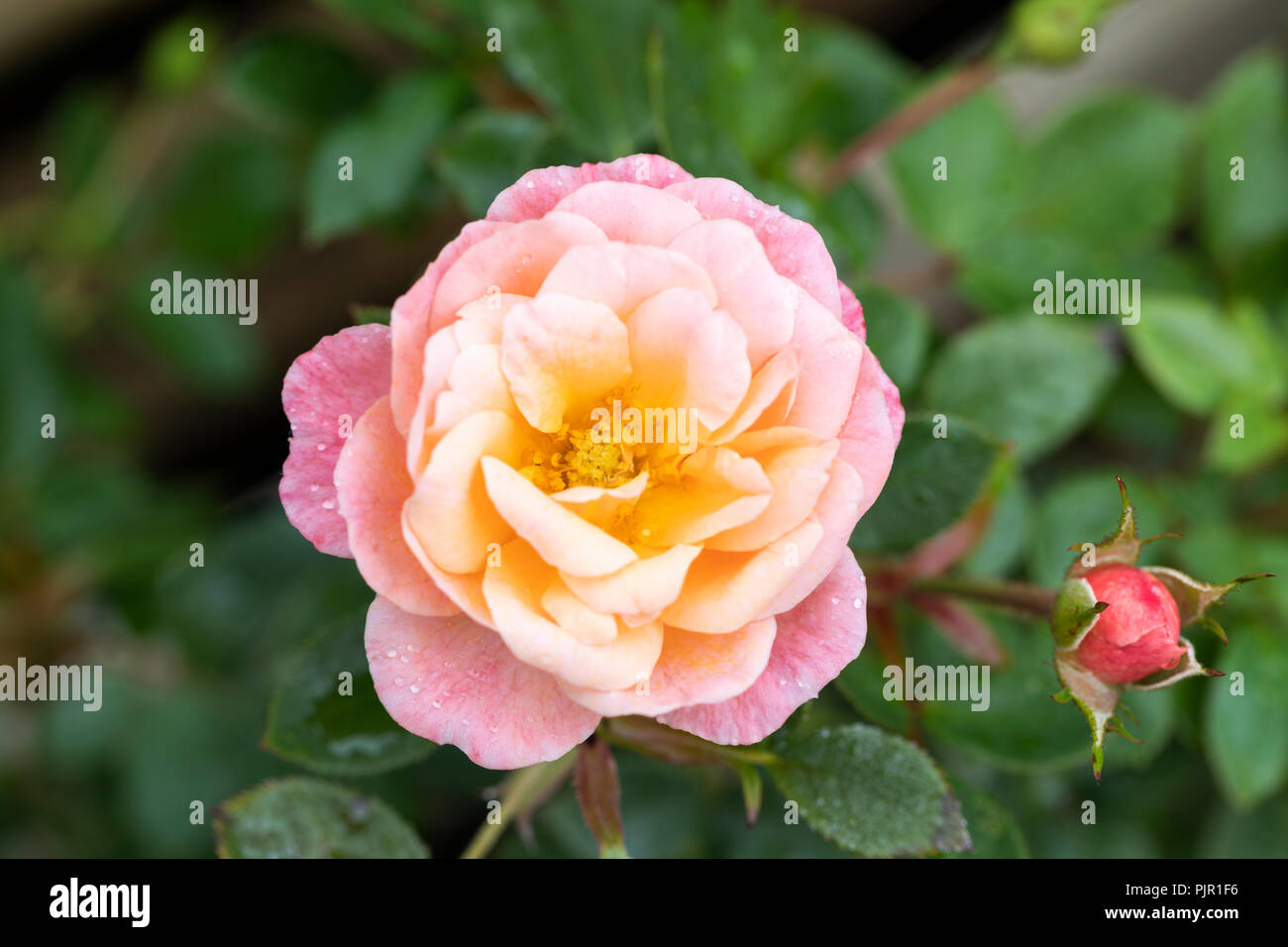 Primo piano di patio Rose Peachy un patio rosa con fiori in tenue pesca e rosa, Regno Unito Foto Stock