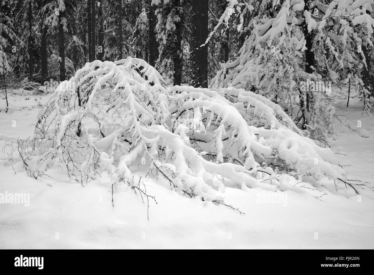 Alberi sotto la neve, Auvergne, Francia. Ghoul Pass Foto Stock