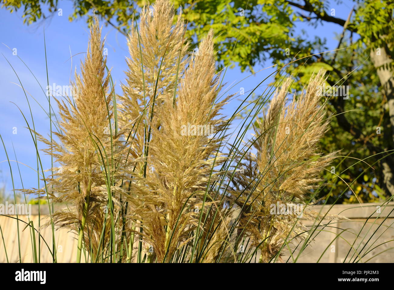 Pampas pennacchi di erba in tarda estate nel sud del giardino inglese, la mattina presto. Foto Stock Pampas pennacchi di erba in tarda estate nel sud del giardino inglese, la mattina presto. Foto Stock