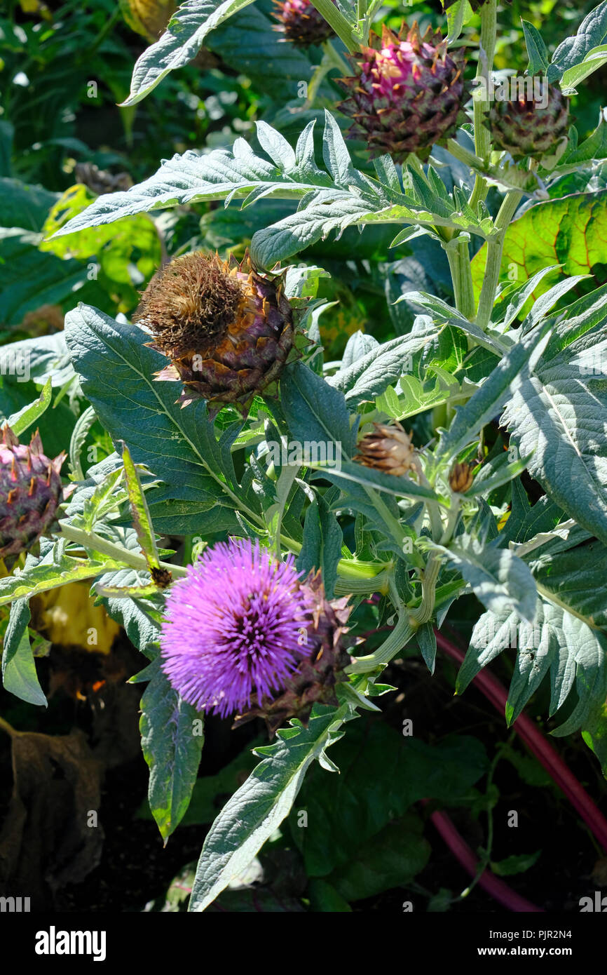 Il cardo (Cynara cardunculus), chiamato anche il carciofo thistle o carciofi, è un thistle nella famiglia di girasole Foto Stock