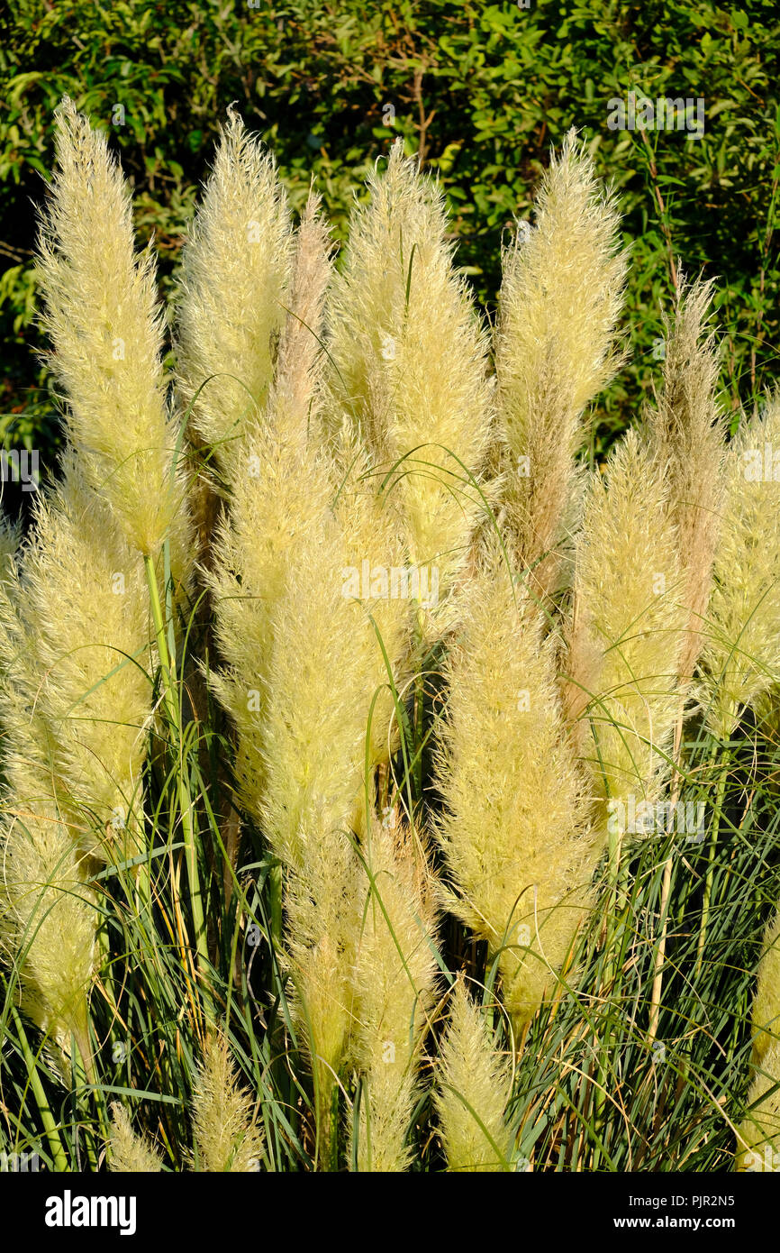 Pampas pennacchi di erba in tarda estate nel sud del giardino inglese, la mattina presto. Foto Stock Pampas pennacchi di erba in tarda estate nel sud del giardino inglese, la mattina presto. Foto Stock