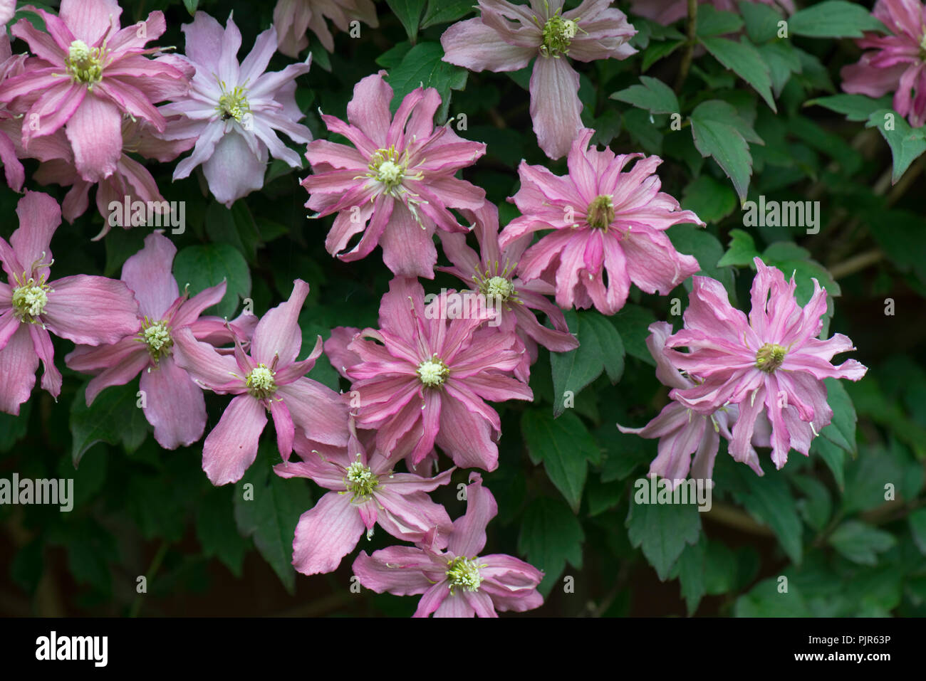 La clematide montana "Broughton Star", una doppia rosa arrampicata fiorito giardino ornamentale pianta, può Foto Stock