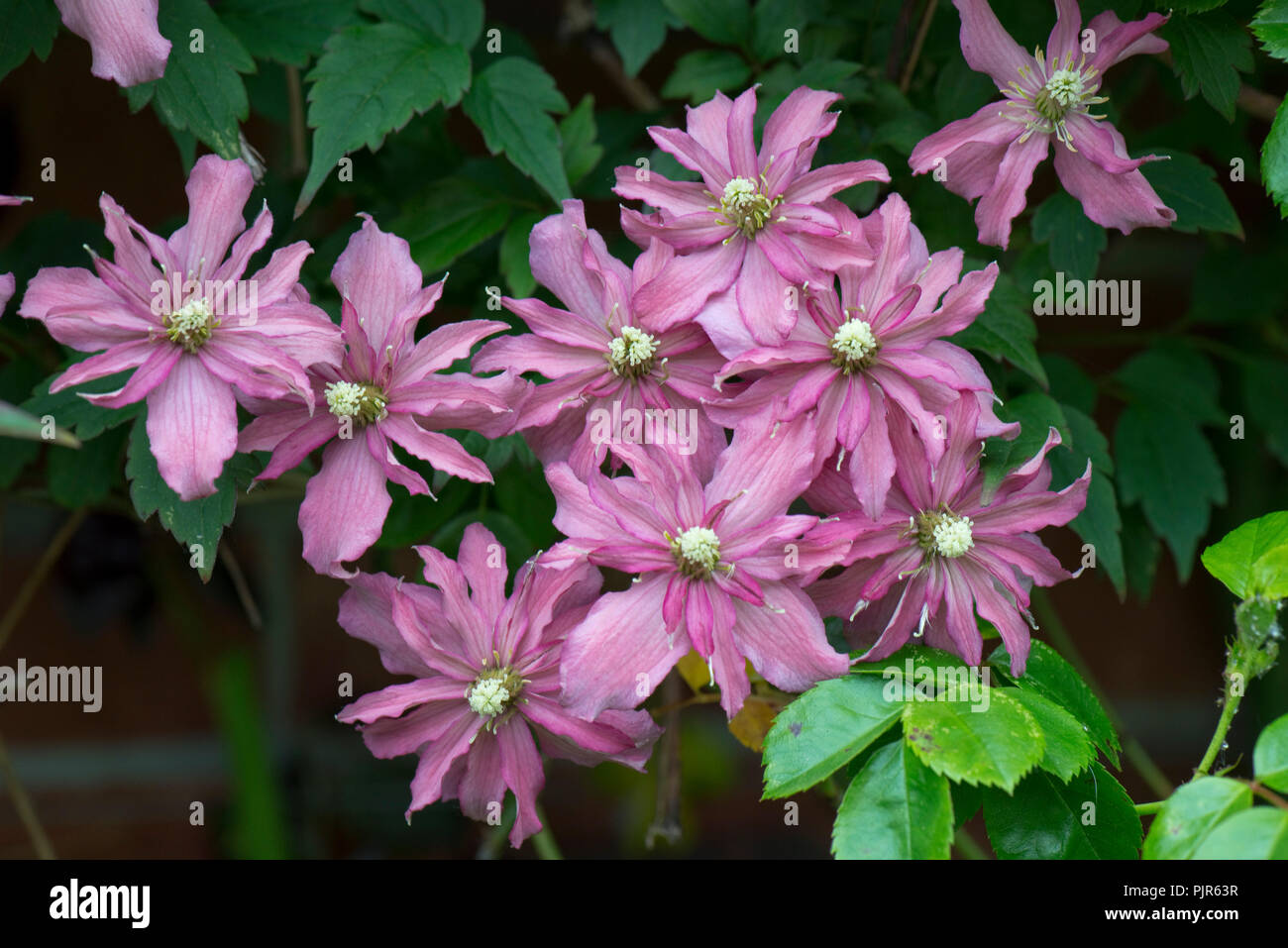 La clematide montana "Broughton Star", una doppia rosa arrampicata fiorito giardino ornamentale pianta, può Foto Stock