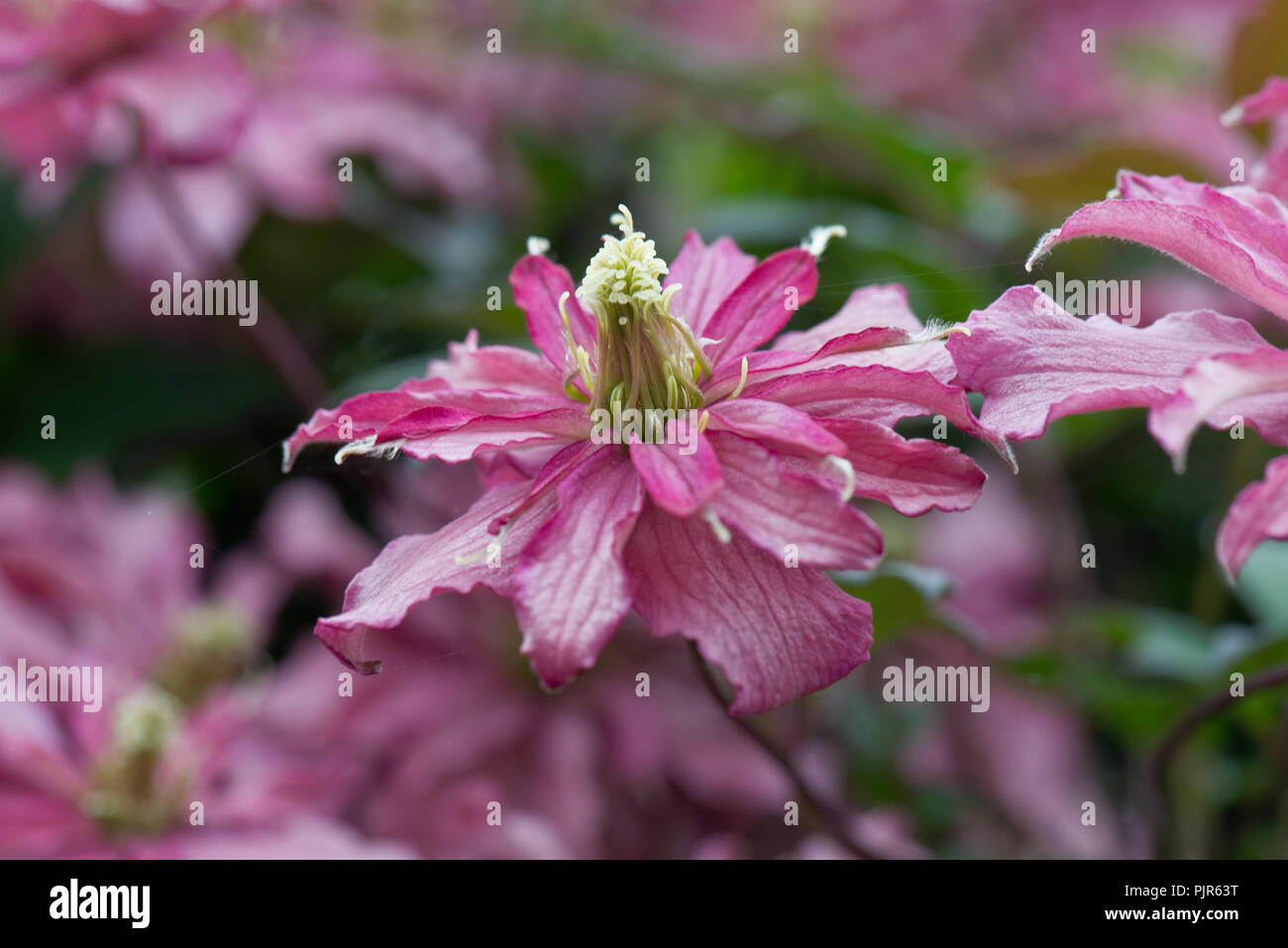 La clematide montana "Broughton Star", una doppia rosa arrampicata fiorito giardino ornamentale pianta, può Foto Stock