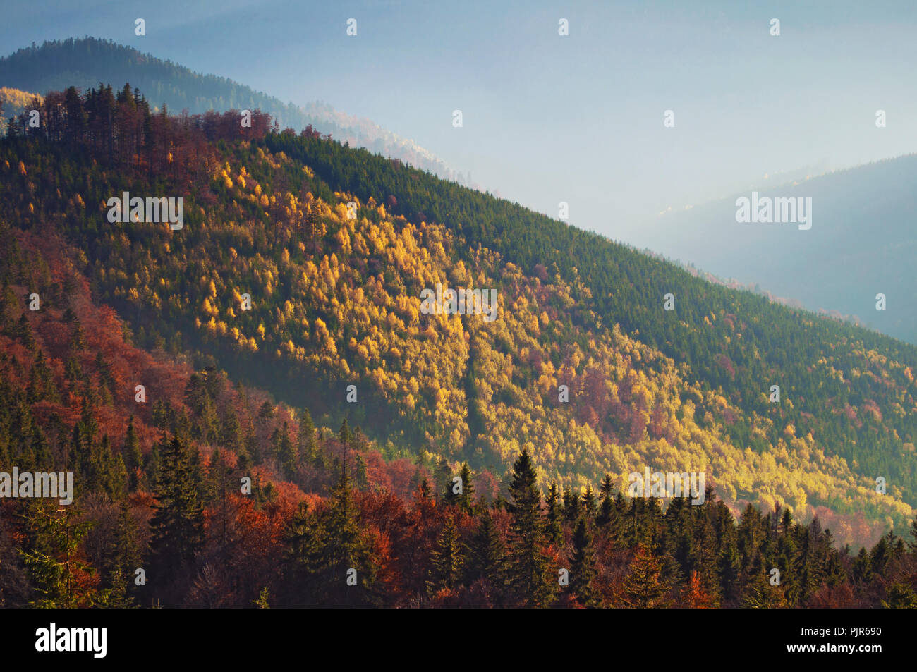 Primo piano delle colline di Smoky Mountain Range coperto in bianco vapore e bosco di latifoglie in una calda serata di caduta nel mese di ottobre. Carpazi, Ucraina Foto Stock