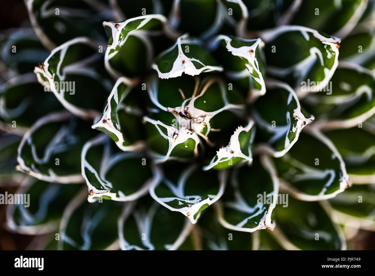 Deserto di piante succulente Foto Stock