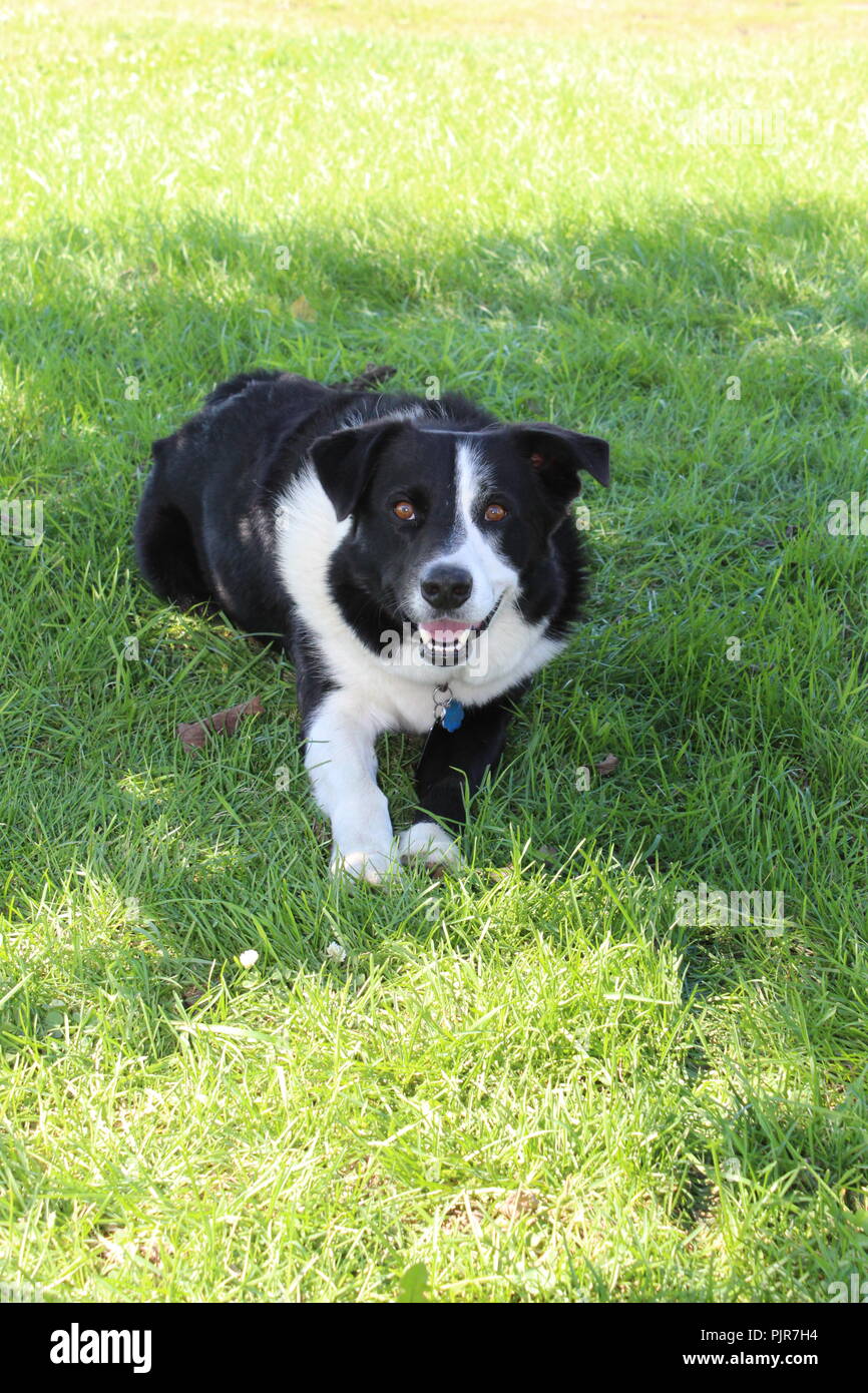 Border Collie Pastore Australiano che gioca, urla, riposa, allerta e si gode la giornata Foto Stock