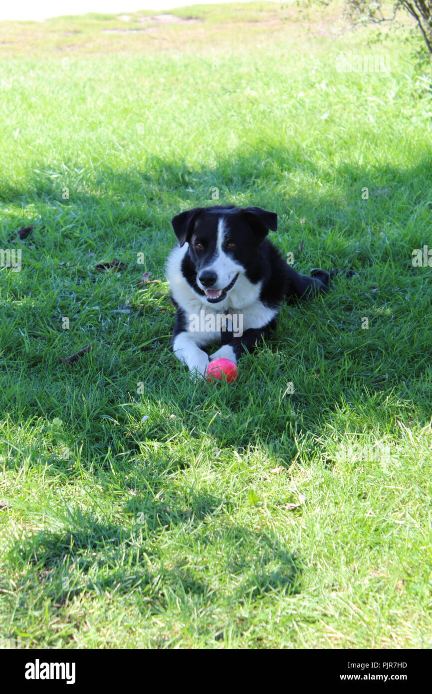 Border Collie Pastore Australiano che gioca, urla, riposa, allerta e si gode la giornata Foto Stock