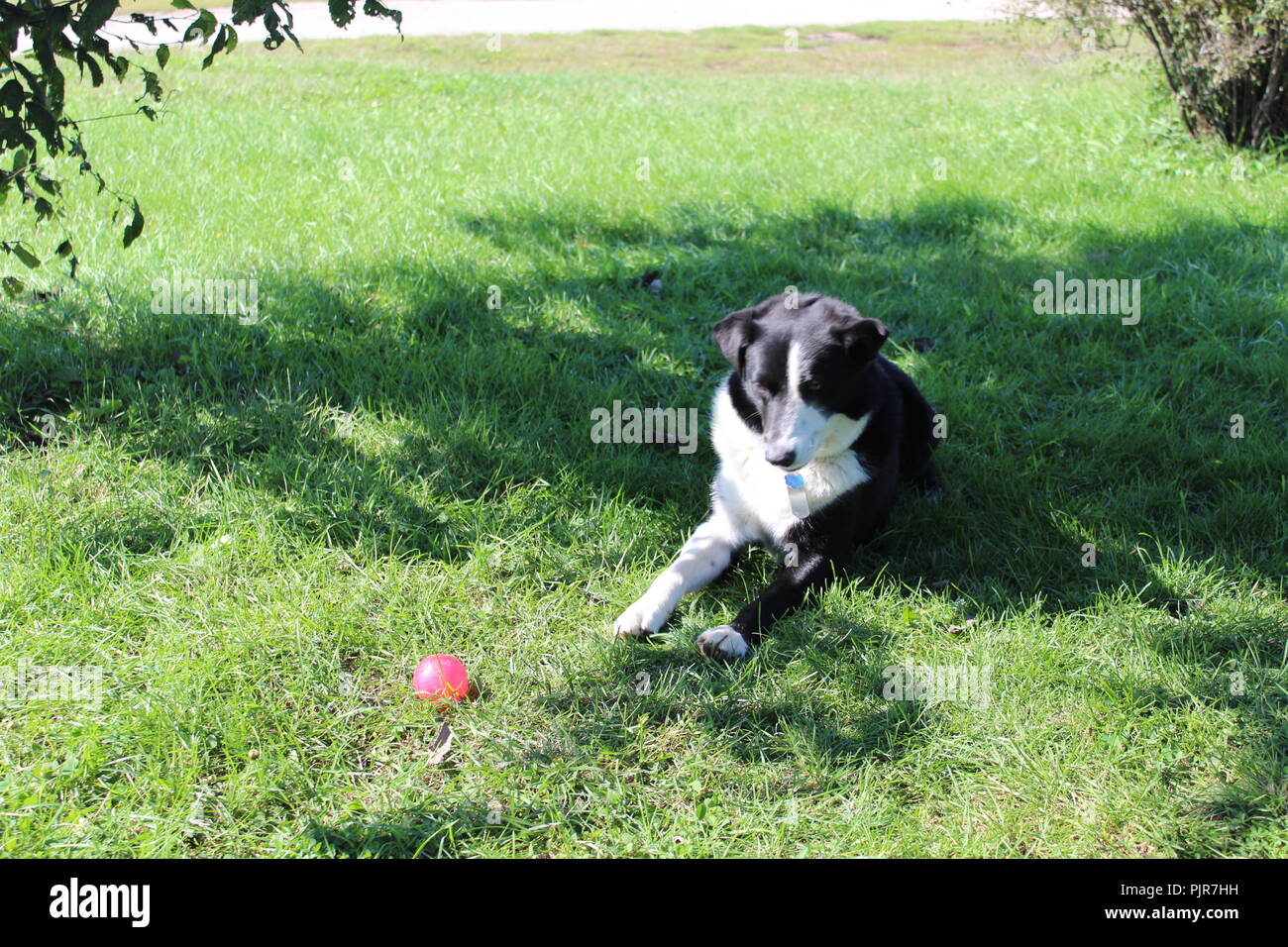 Border Collie Pastore Australiano che gioca, urla, riposa, allerta e si gode la giornata Foto Stock