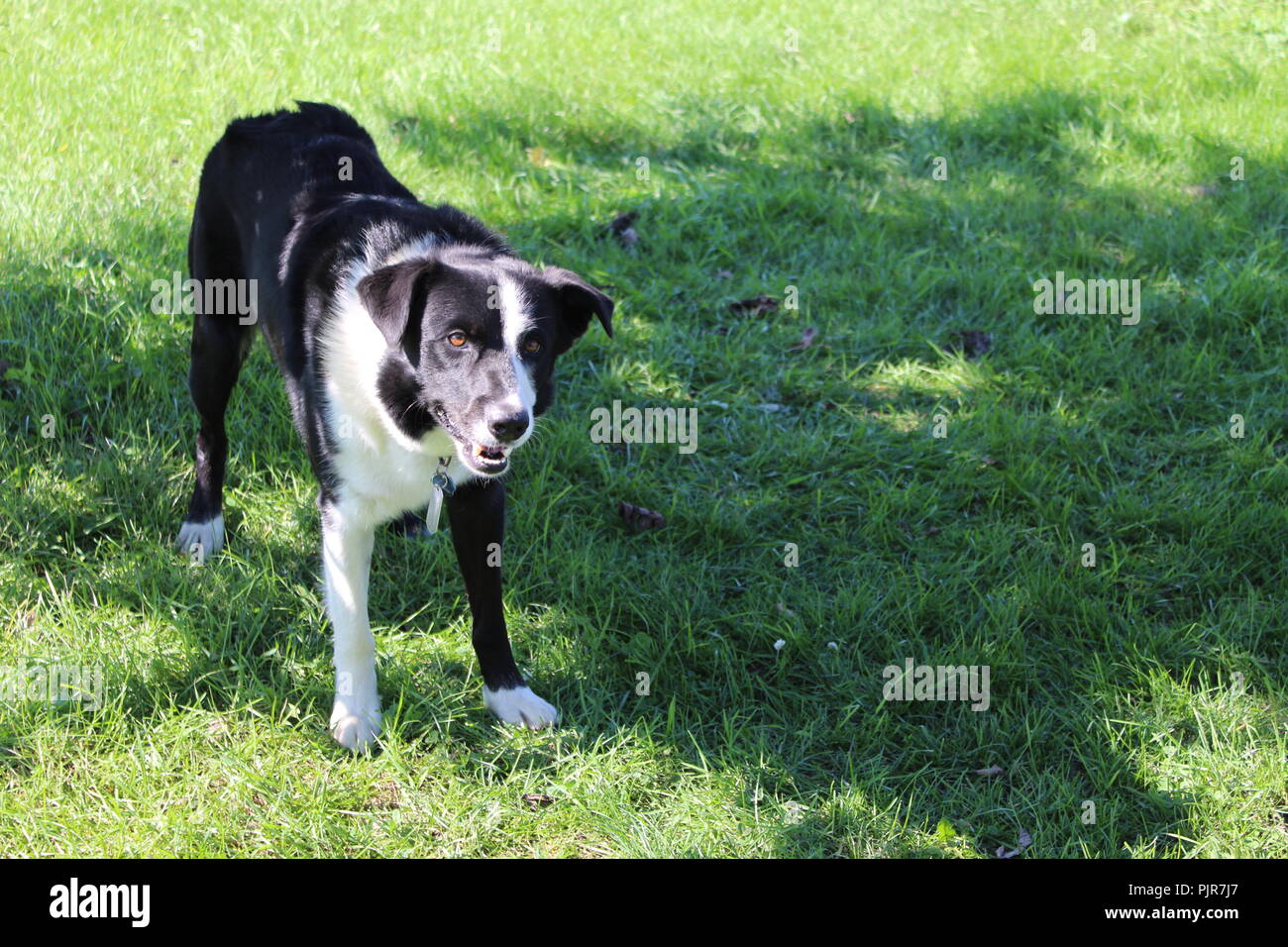 Border Collie Pastore Australiano che gioca, urla, riposa, allerta e si gode la giornata Foto Stock