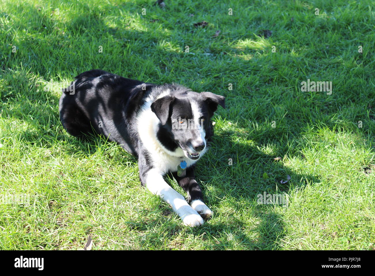 Border Collie Pastore Australiano che gioca, urla, riposa, allerta e si gode la giornata Foto Stock