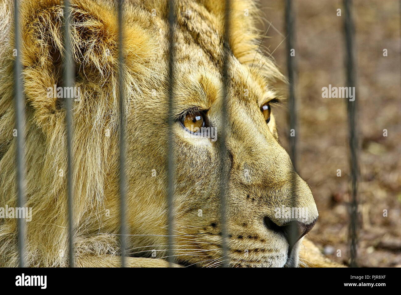 Leone in gabbia Zoo sogni di libertà Foto Stock
