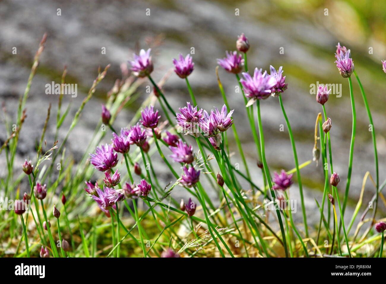 Fioritura di fiori selvatici sul prato di primavera Foto Stock