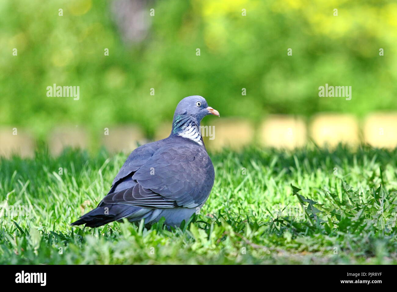 Un piccione domestico seduto sull'erba Foto Stock