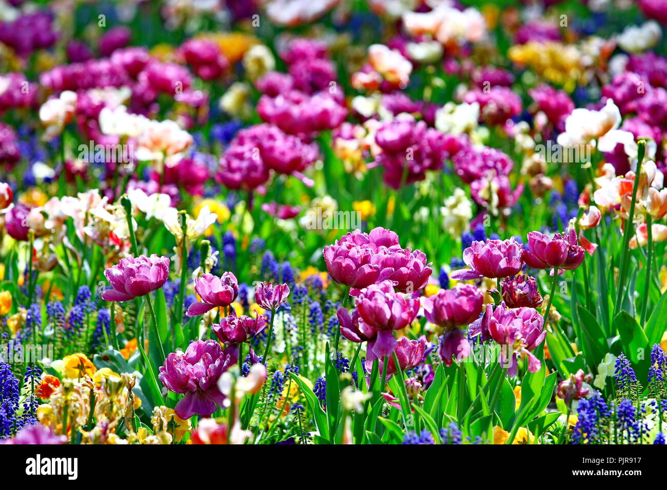 Prato con fiori nel . Panoramica colorata campo di tulipani Foto Stock