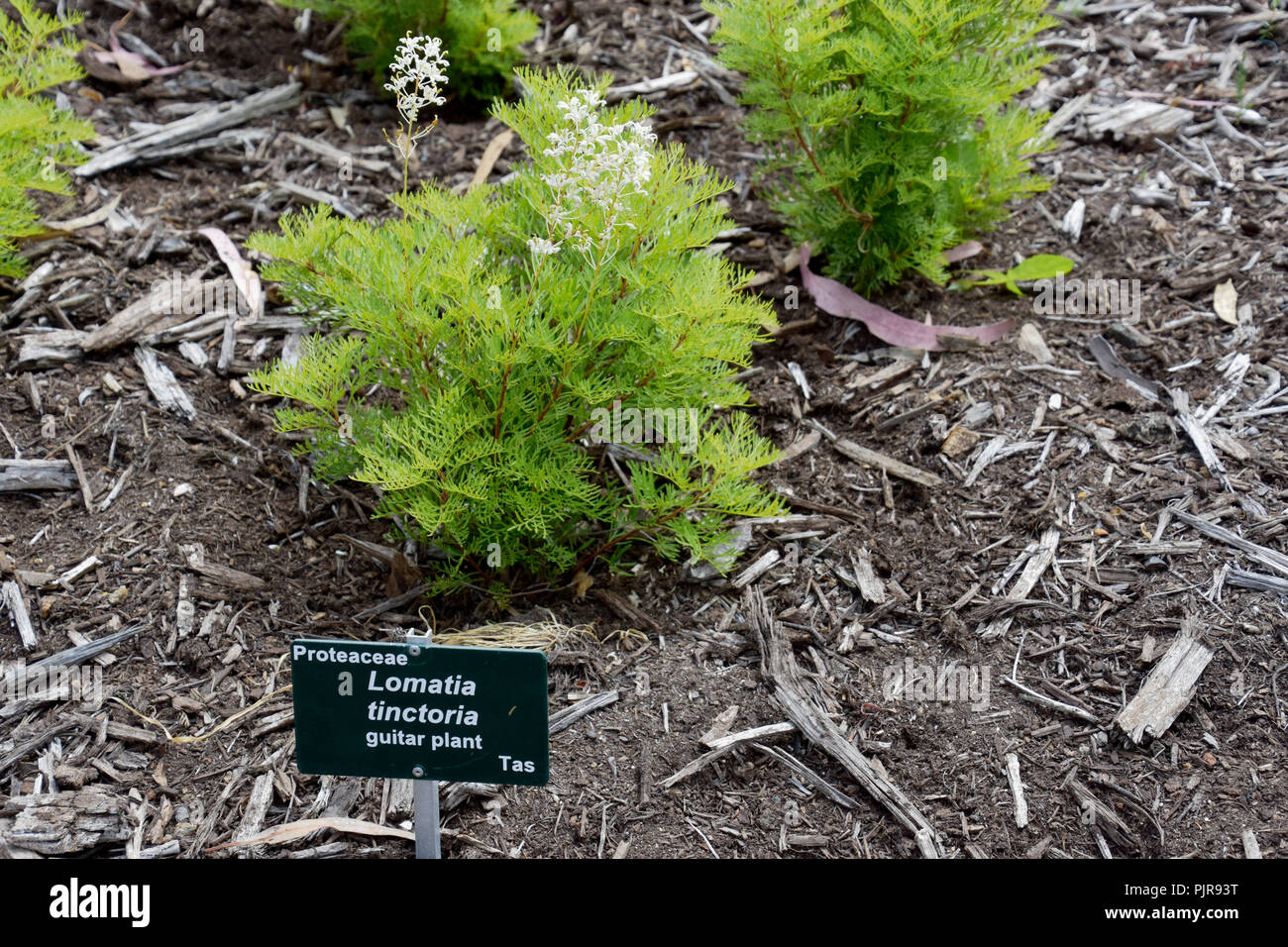 AUSTRALIAN fauna nativa proteaceae Foto Stock