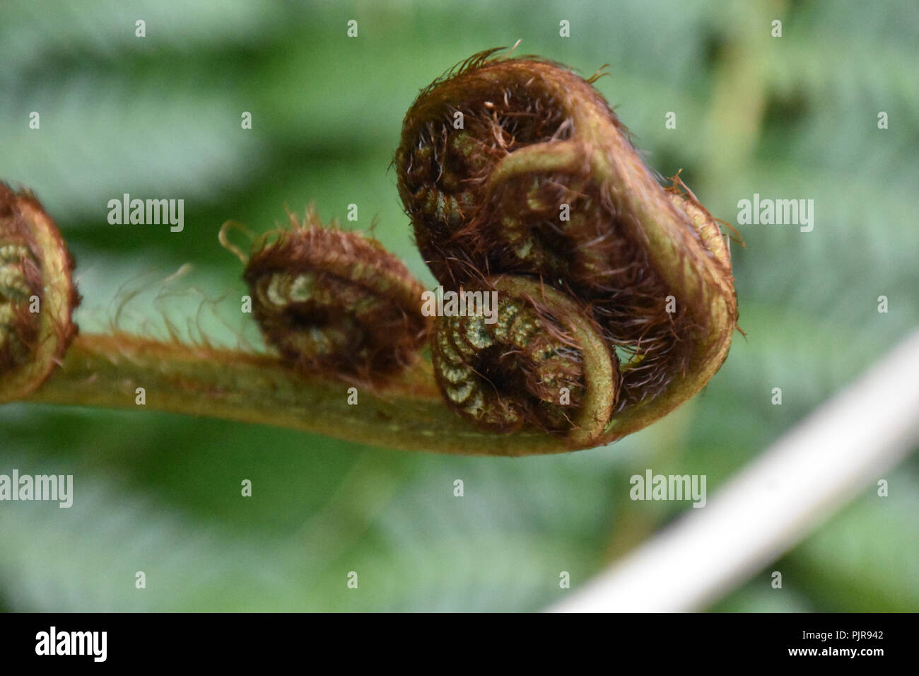 Giovane foglia di felce BUD Foto Stock