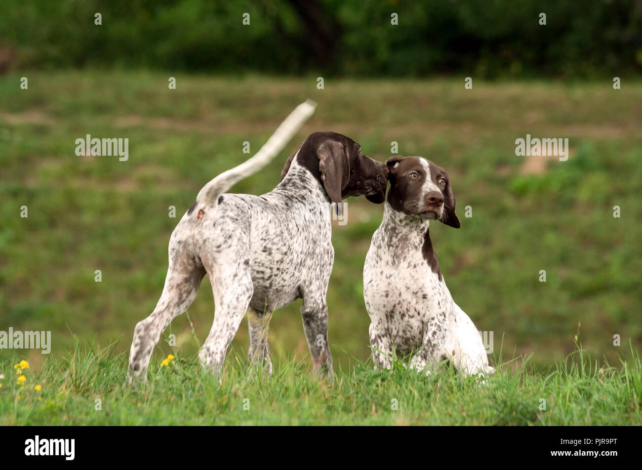Il tedesco shorthaired puntatore, tedesco kurtshaar due macchiato il piccolo cucciolo si è seduta sul prato, e la seconda è in piedi e leccare il primo orecchio, Foto Stock