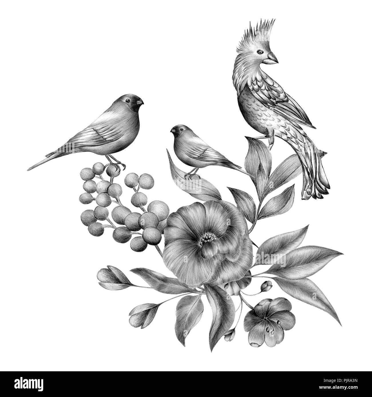 Primavera gli uccelli seduti sui rami blossom. Inciso lineare art. Foto Stock