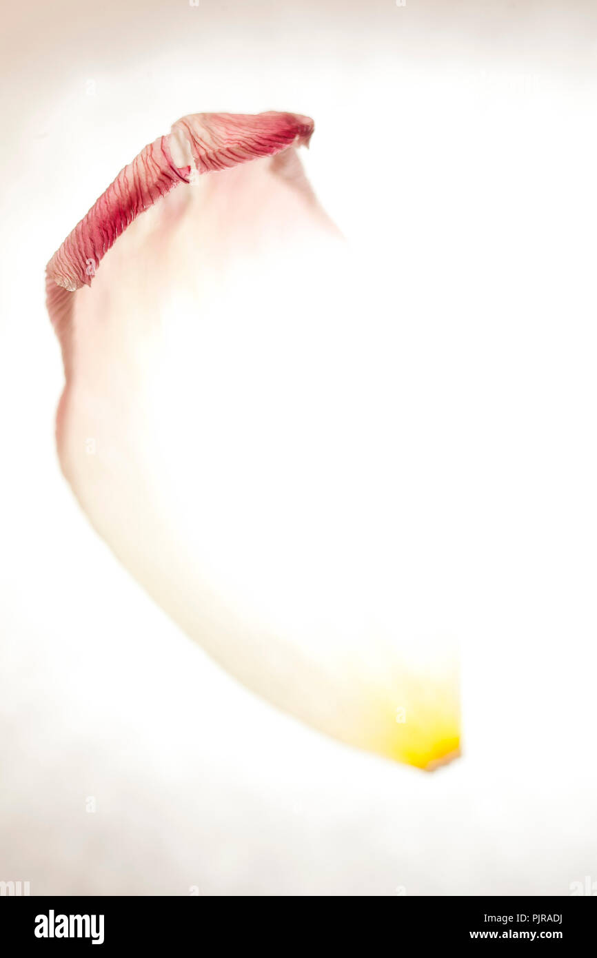 Petalo di tulip o astratto closep fiore Foto Stock