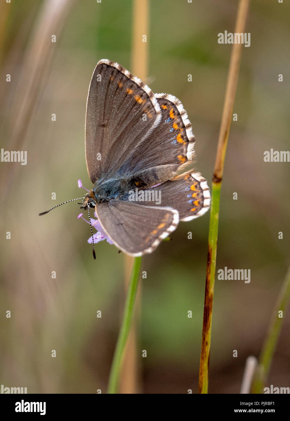 Adonis blue butterfly Polyommatus bellargus femmina adulta a Butterfly Conservation Reserve sul calcare giurassico nel GLOUCESTERSHIRE REGNO UNITO Foto Stock
