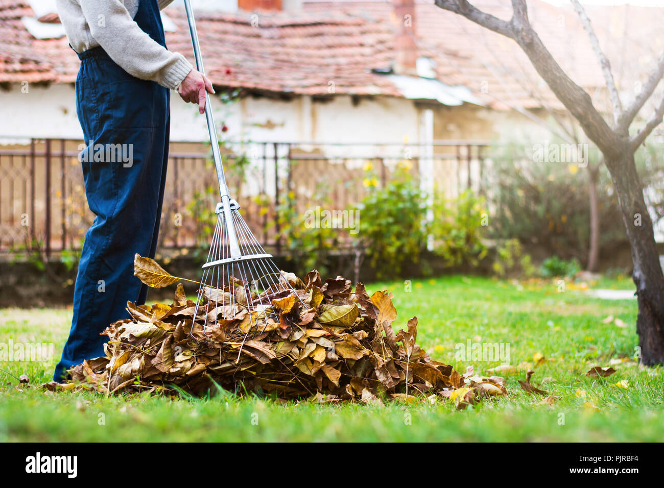 Raccolta uomo caduto foglie di autunno nel cortile di casa Foto Stock