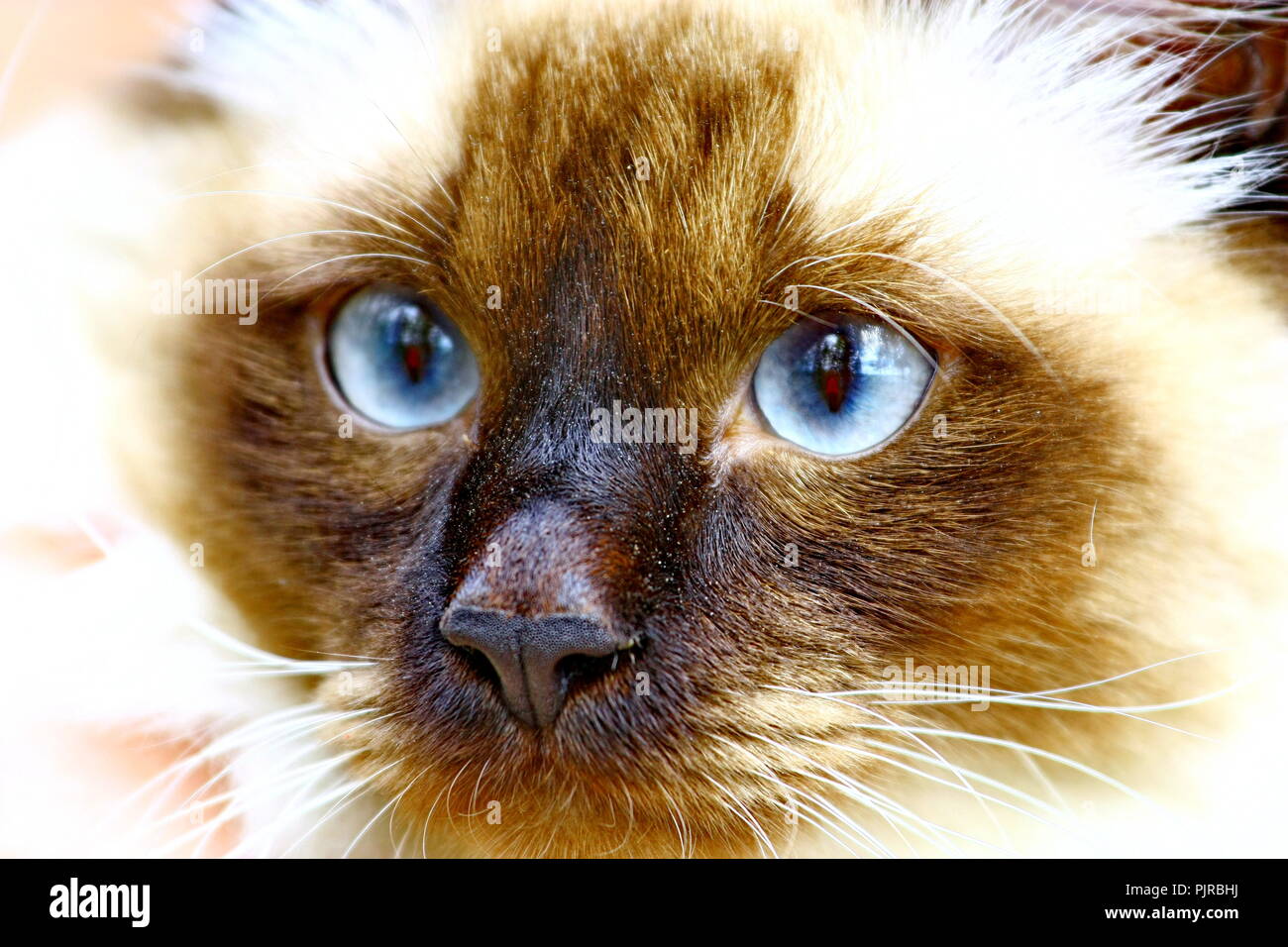 Facial close up di blue-eyed gatto siamese gatto Foto Stock