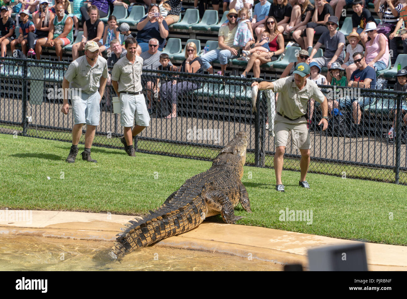 Detentore di animali alimenta una grande coccodrillo con un pesce nel crocoseum Foto Stock